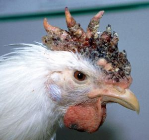 AVIMEHR-Avian-pox