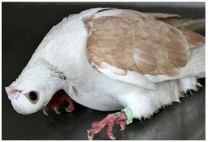 Avimehr-Newcastle-Disease