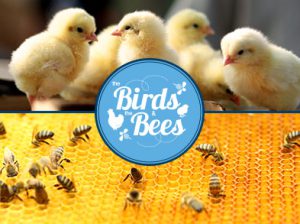 avimehr-Birds-Bee 