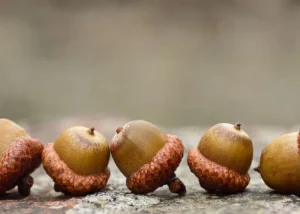 avimehr-Castanea-sativa