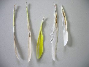 AVIMEHRCLINIC-Pbfd-parrot.jpeg