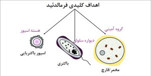 aimehrclinic-The-impact-of-the-use-of-formaldehyde-on-bacterial-spores-bacteria-and-yeast-fungus-1.jpg 