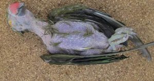 avimehrclinic-Ring-necked-parakeet-Psittacula-krameri-with-showing-feather-loss-associated-with-PBFD.jpg