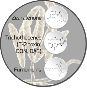 avimehrclinic-mycotoxin-fusarium-mycotoxin.png 