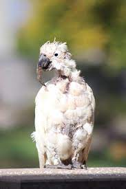 avimehrclinic-ornamental-bird.jpeg