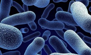 avimehrclinic-probiotics-1-1.jpg 
