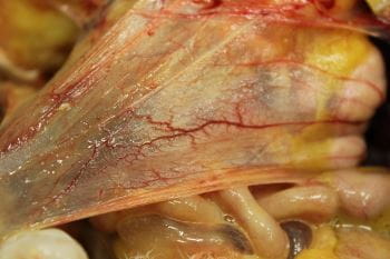 avimehrclinic-airsacculitis-chicken-elgazzar-high.jpg