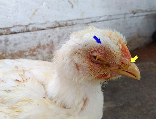 avimehrclinic-coryza-in-poultry.jpg