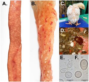 Avimehr - Poultry coccidiosis Eimeria spp