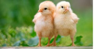 avimehrclinic - poultry-coccidia-coccidiosis-E.tenella-E.maxima