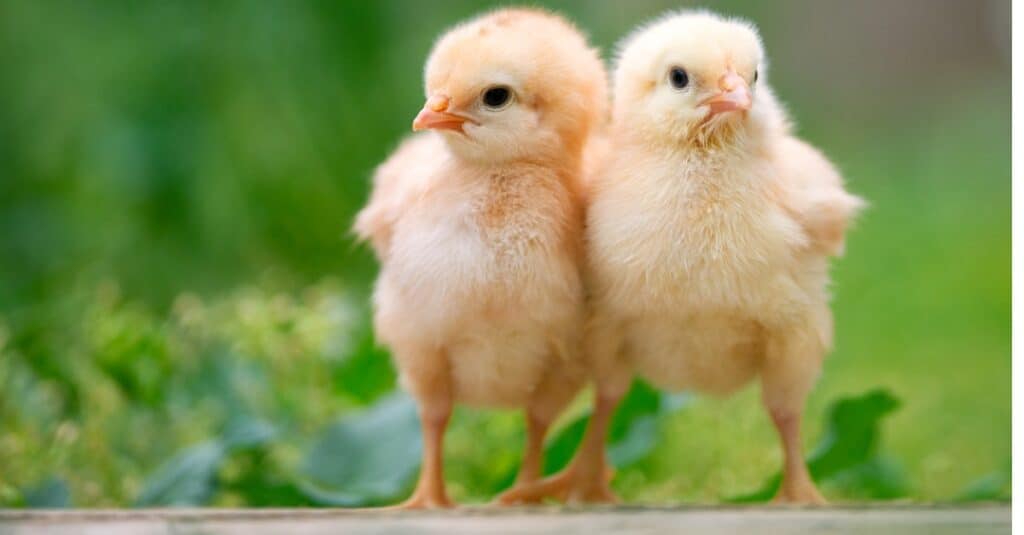 avimehrclinic - poultry-coccidia-coccidiosis-E.tenella-E.maxima