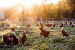 avimehrclinic - Heat stress bird-avian