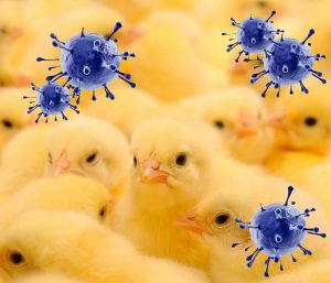 avimehrclinic - Infectious-bronchitis-complicated-ANFLUANZA