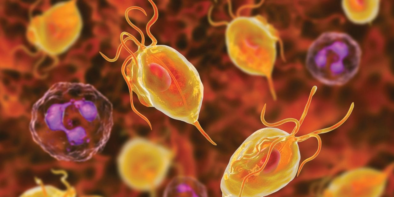 avimehrclinic-Trichomonas