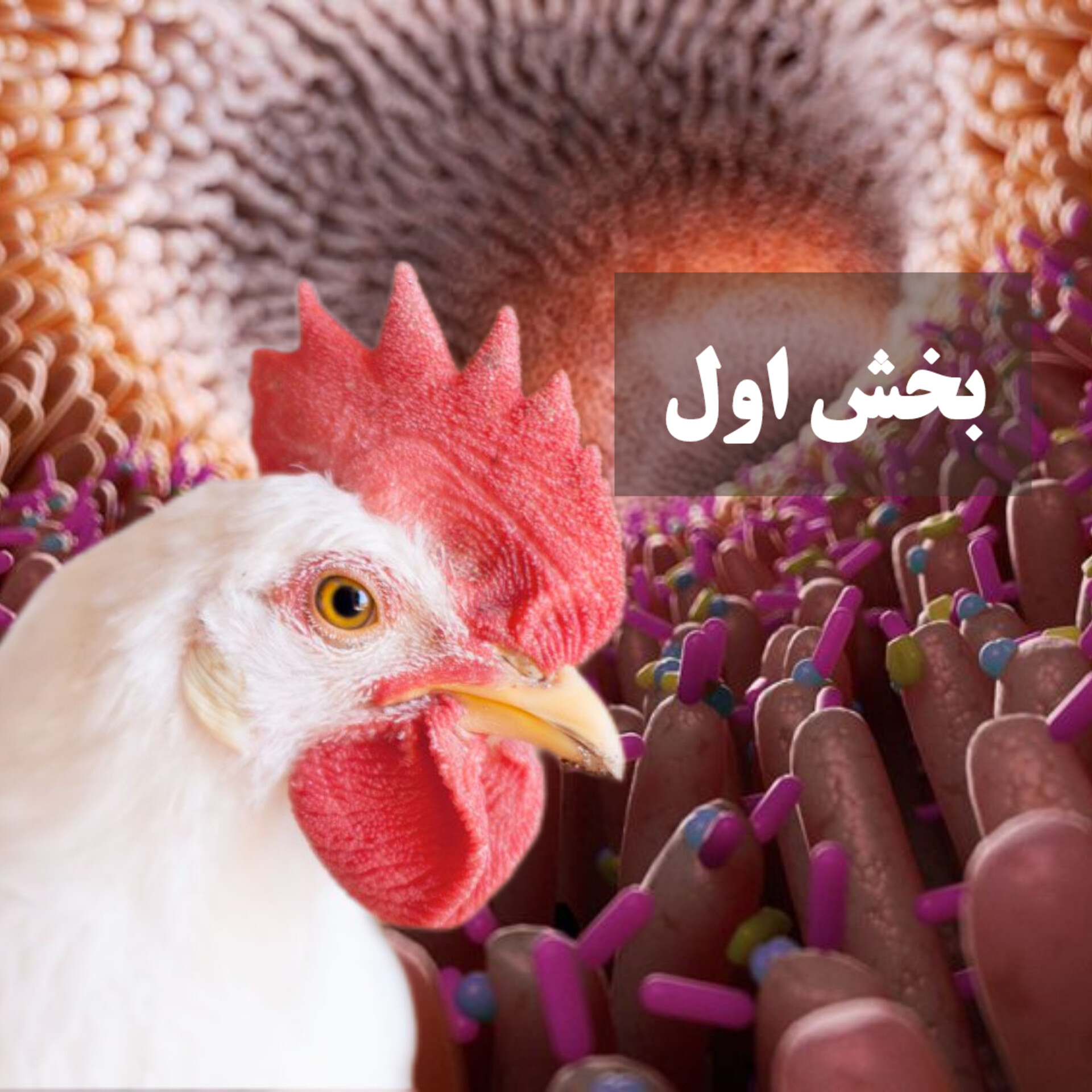 ارتباط کیفیت جیره با میکروارگانیسم ها و مشکلات گوارشی درطیور صنعتی(بخش 1)