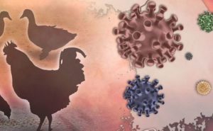 AVIMEHRCLINIC-INFLUENZA-IN-POULTRY.jpeg