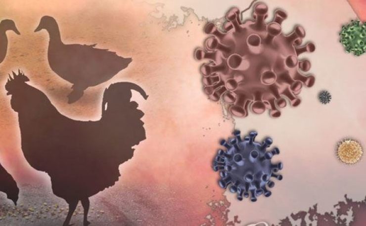 AVIMEHRCLINIC-INFLUENZA-IN-POULTRY.jpeg