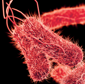 avimehrclinic-_-salmonella_.png