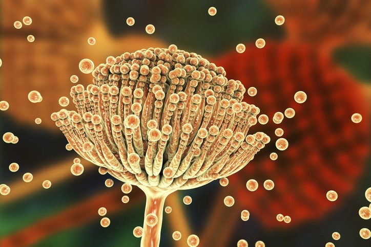 avimehrclinic-fumonisins-multiple-mycotoxin-contamination.jpg