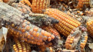 avimehrclinic-mycotoxin-.jpg