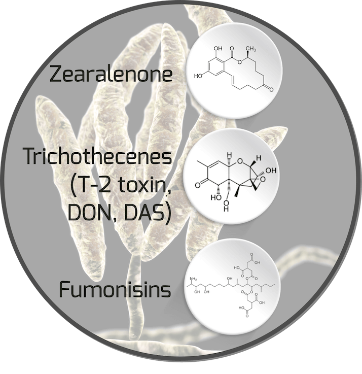 avimehrclinic-mycotoxin-fusarium-mycotoxin.png