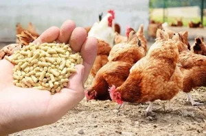 avimehrclinic-poultry-feed-ADDETIVE-nagpur-.webp