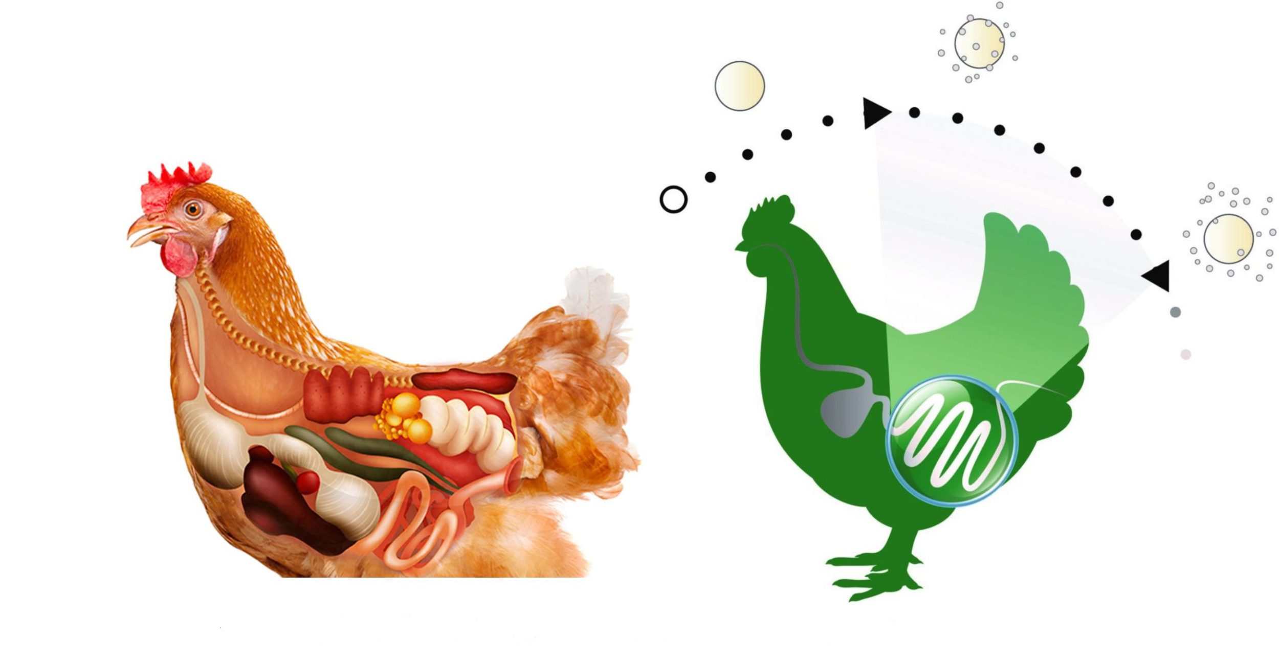 avimehrclinic-probiotics-1-2-scaled.jpg