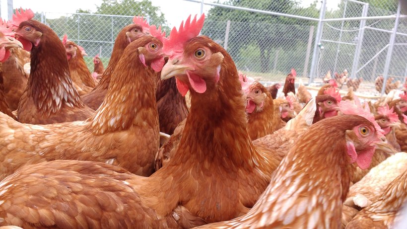 AVIMEHRCLINIC-EDS-POULTRY.jpg