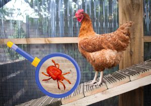 avimehrclinic-Red-Mite-1.jpg