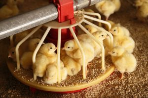 avimehrclinic-broiler-chicken.jpg