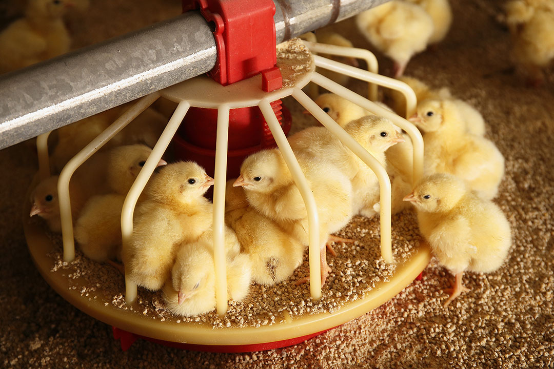 avimehrclinic-broiler-chicken.jpg