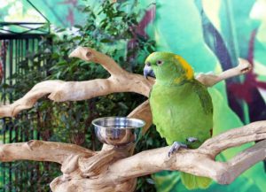 avimehrclinic-infection-Fungal-diseases-of-pet-birds.jpg