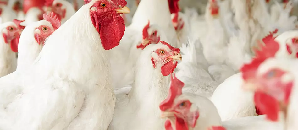 avimehrclinic-prebiotic-laying-hens.webp