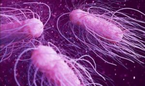 AVIMEHRCLINIC-SALMONELLA-IN-POULTRY-FSA.jpg