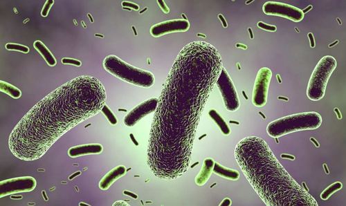 AVIMEHRCLINIC-probiotic-and-prebiotic-IN-POULTRY.jpg