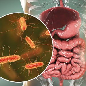 avimehrclinic-Colibacillosis-Coliform-infections.jpg