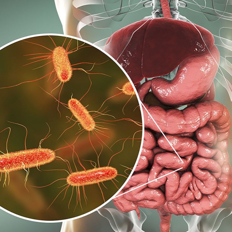 avimehrclinic-Colibacillosis-Coliform-infections.jpg