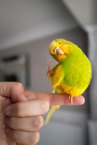 avimehrclinic-bird-on-finger.jpg
