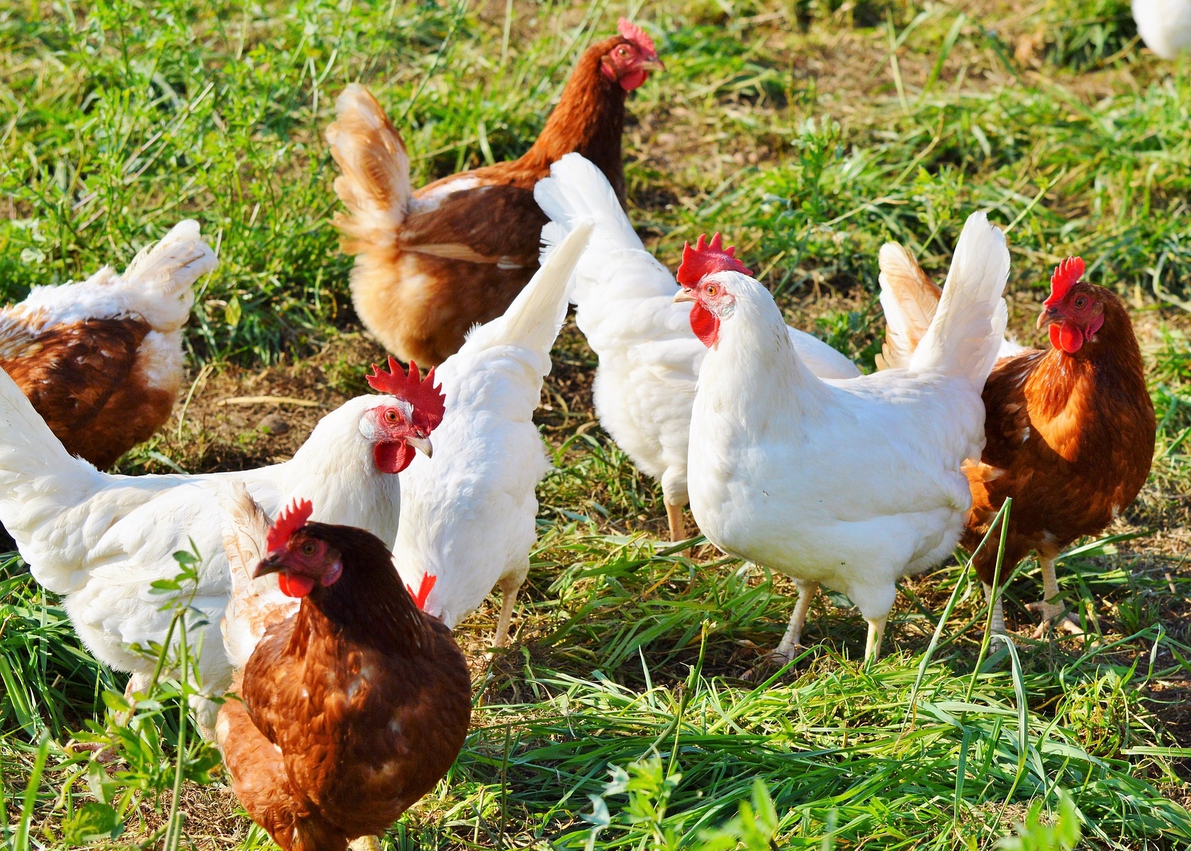 avimehrclinic-chickens_-coccidiosis.jpg