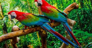 avimehrclinic-petbird.jpg