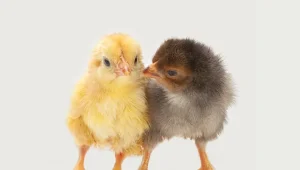 avimehrclinic-water-belly-in-broiler.webp