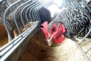 AVIMEHRCLINIC-mycotoxins.jpg