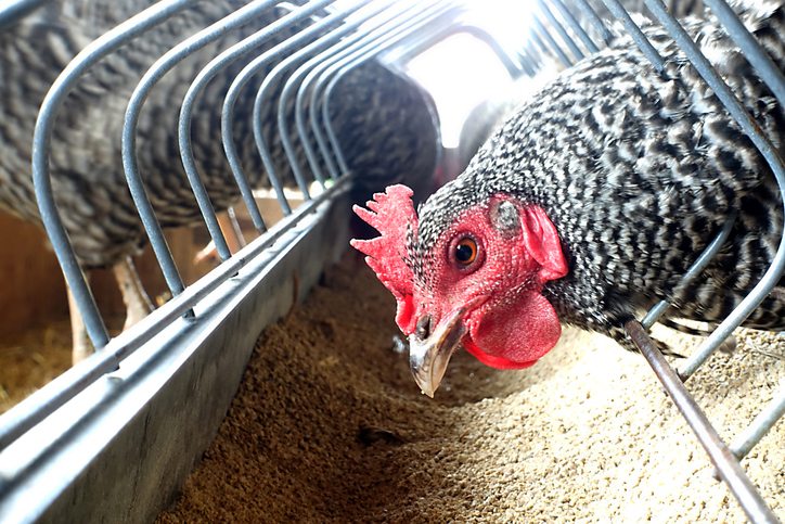 AVIMEHRCLINIC-mycotoxins.jpg