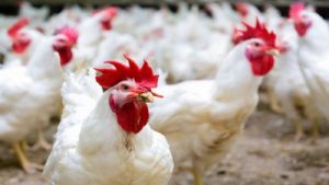 Avimehrclinic-Avian-IBV-IN-POULTRY.jpg