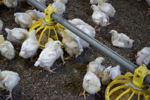avimehrclinic-Organic-acid-in-poultry-farming.jpg