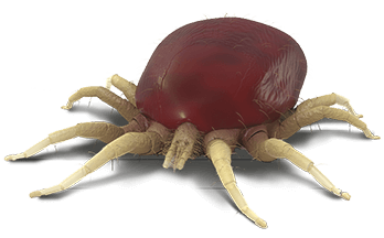 avimehrclinic-bulletin-huge-poultry-red-mite.png
