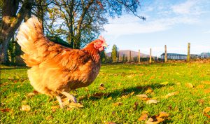 avimehrclinic-influanza-in-poultry.jpg