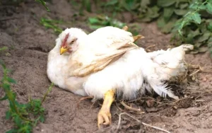 avimehrclinic-mareks-disease-chickens.webp