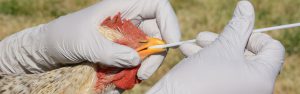 avimehrclinic-mcm-avian-influenza-scaled.jpg