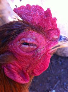 avimeehrclinic-Mycoplasma-gallisepticum-Infection-in-Poultry.jpg